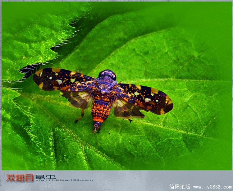 双翅目昆虫——12a副本.jpg