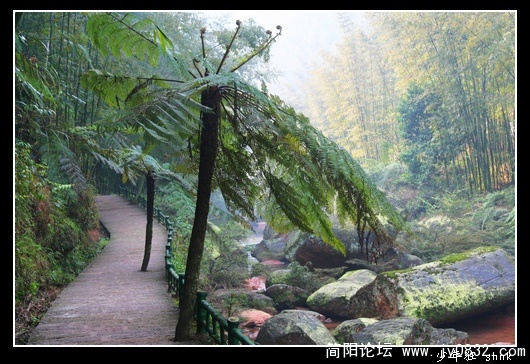 迎宾桫椤.jpg