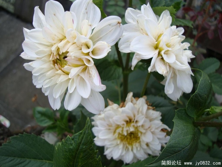 DSC00673.JPG