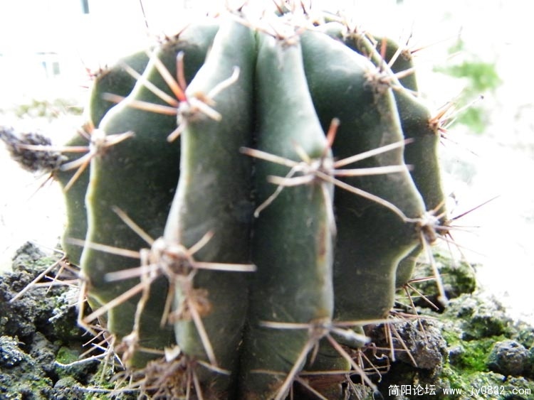 DSCF1763.JPG