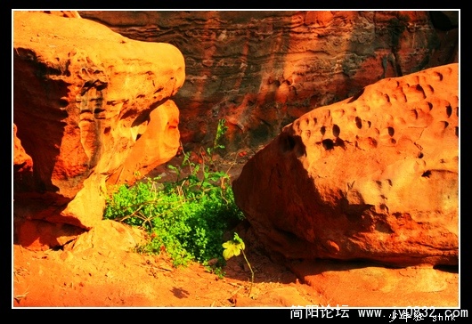 青草红果.jpg