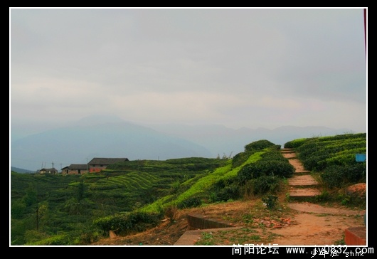 高山茶圃.jpg