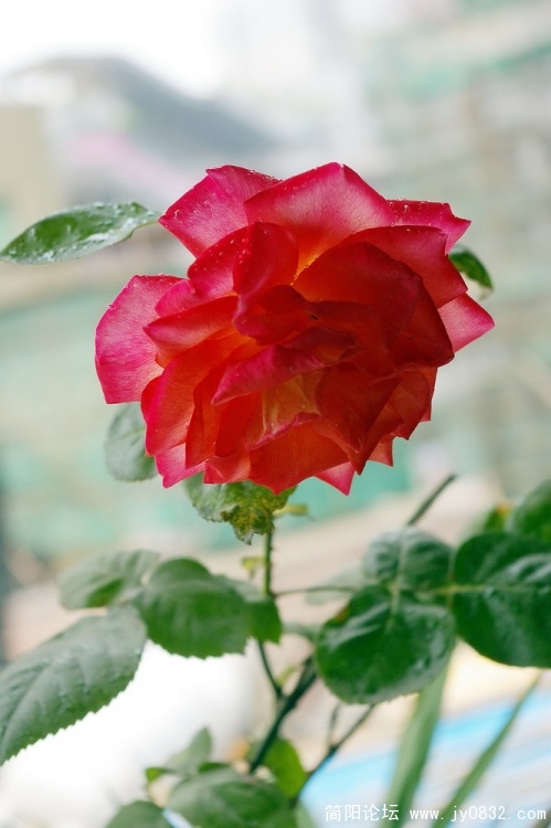 IMGP5746.jpg