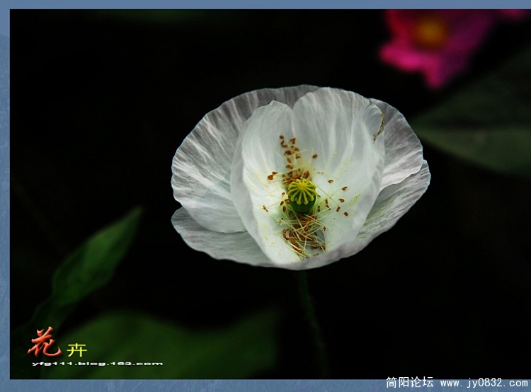 花卉之一（03）.jpg