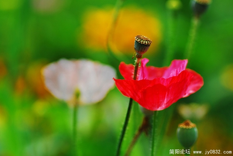 花卉之一（02）.jpg