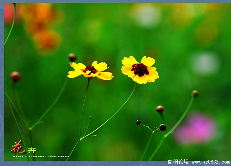 花卉之一（07）副本.jpg