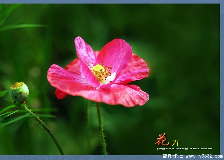 花卉之一（06）.jpg
