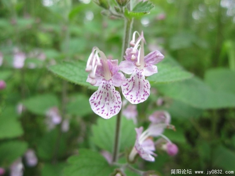 调整向导-1.jpg