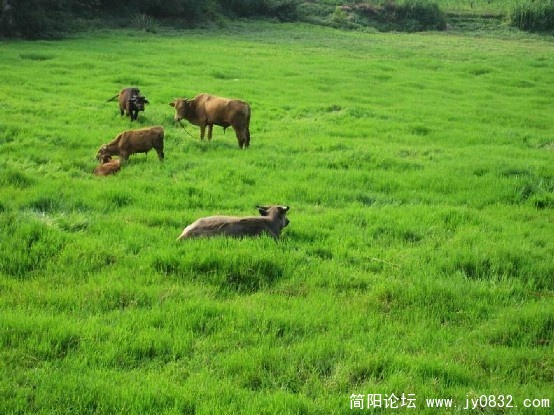 风吹草低见水牛.jpg