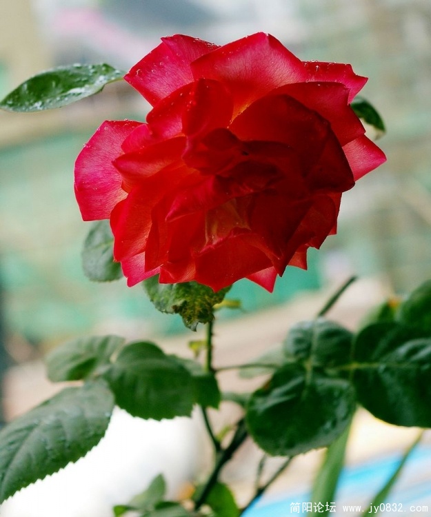 IMGP5746.jpg