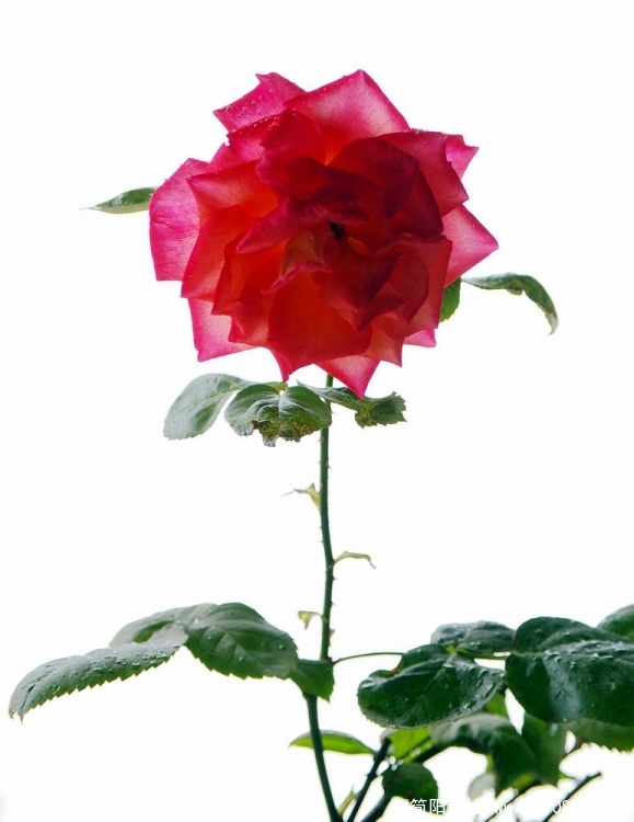 IMGP5744.jpg