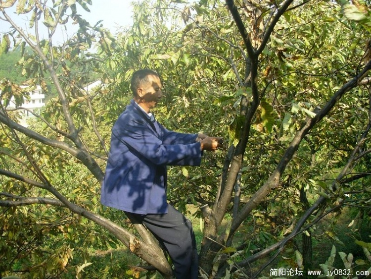 板栗 (8).jpg