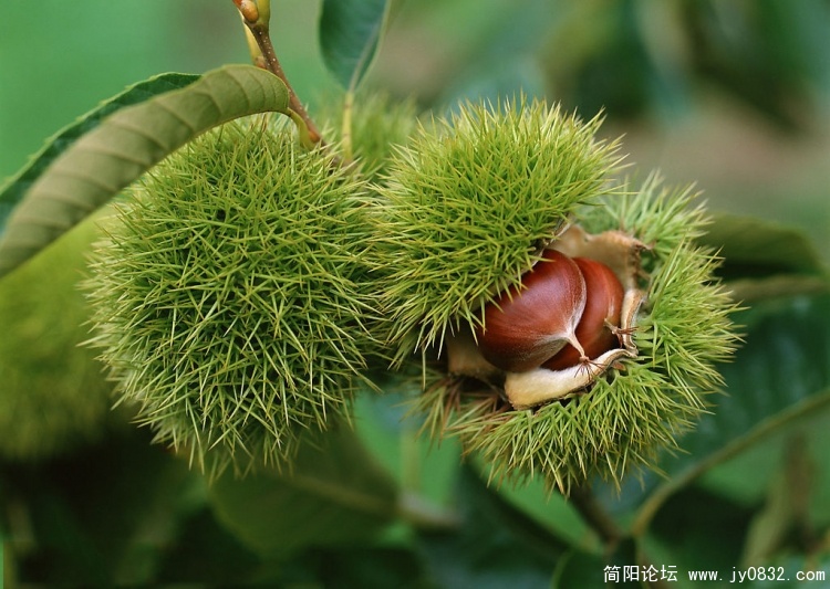 板栗 (12).jpg