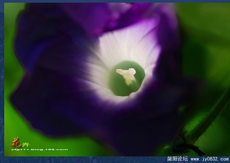 花卉之二——09.jpg