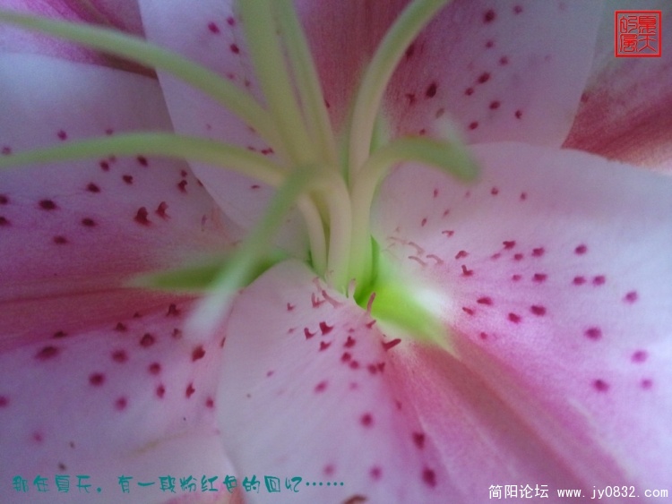 粉红的的回忆.jpg
