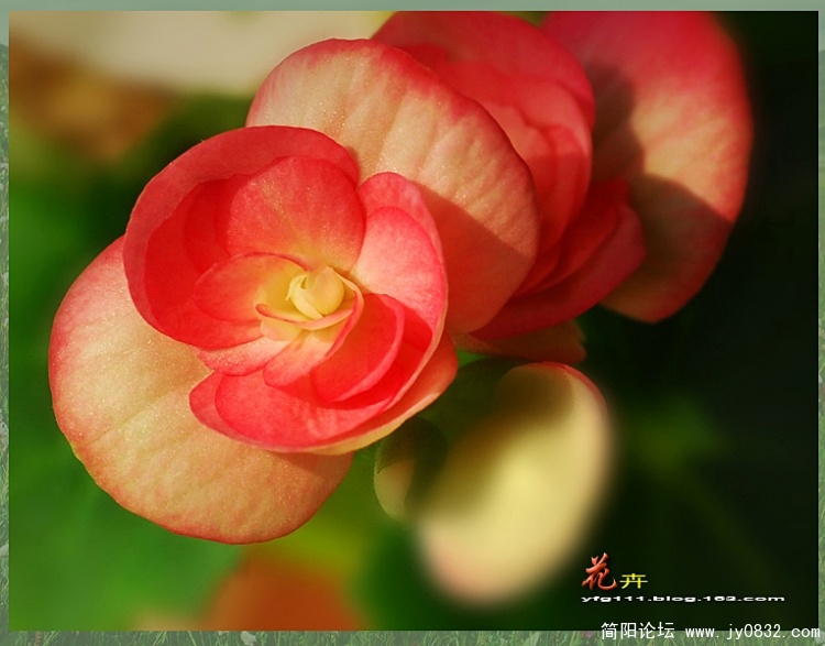 花卉之三——08副本.jpg