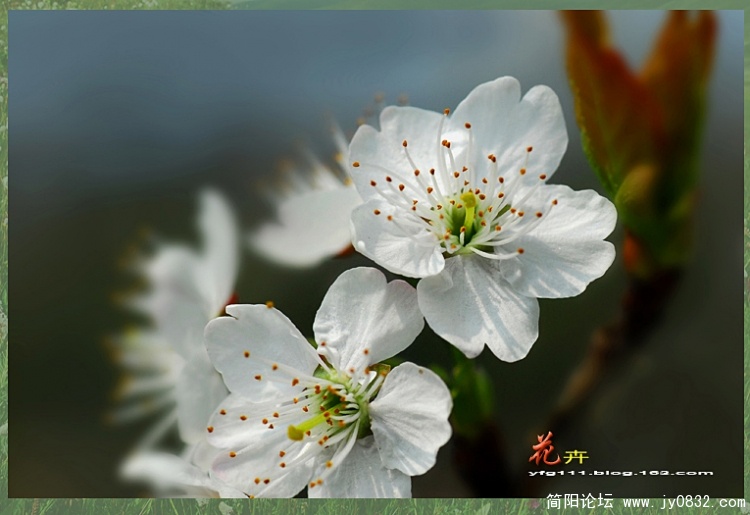 花卉之三——07.jpg