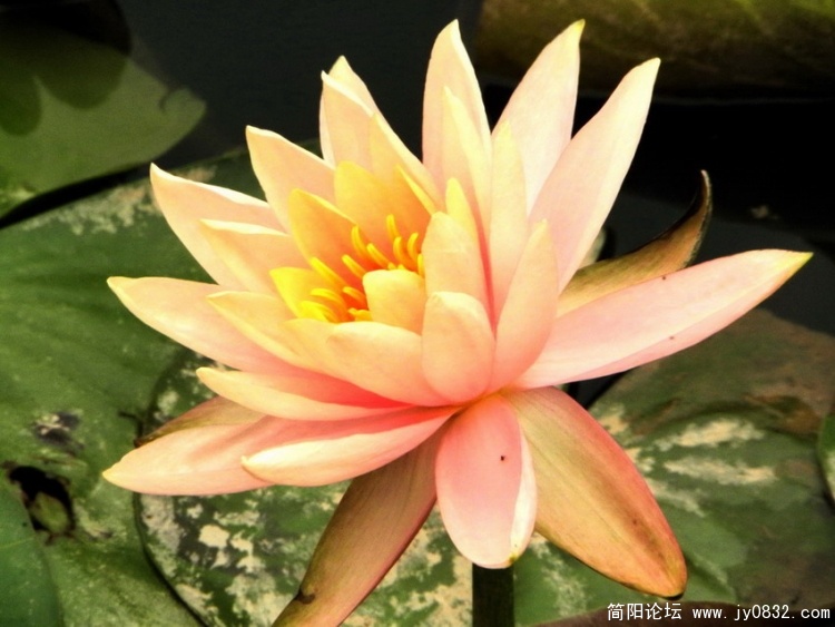 水莲花.jpg