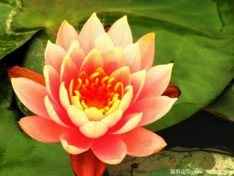 水莲花2.jpg