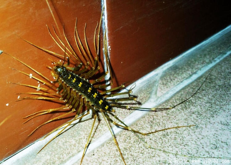 十大最恐怖的虫子图片图片