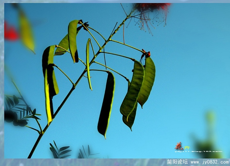 花卉之五——06副本.jpg