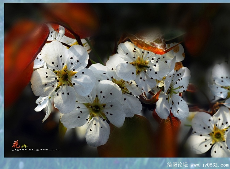 花卉之五——13副本.jpg