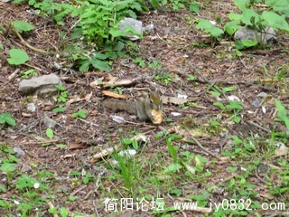 可爱的小松鼠1.jpg