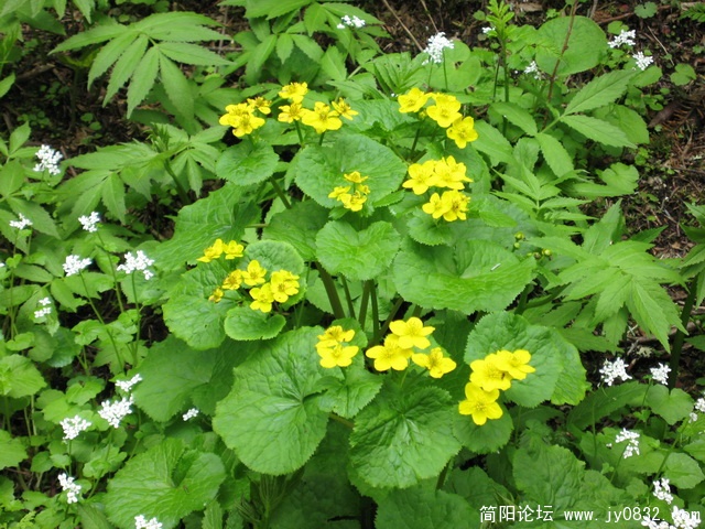 黄龙的花草.jpg