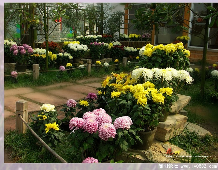 花卉之六——11副本.jpg