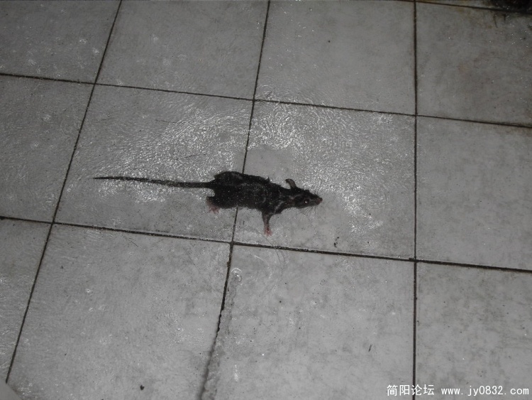 SDC12472.JPG