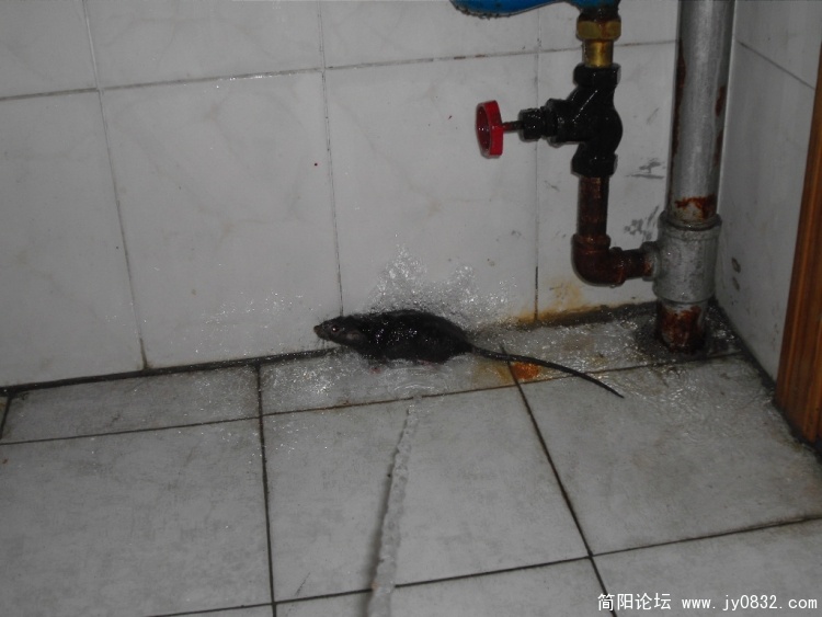 SDC12474.JPG
