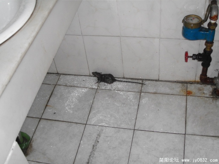 SDC12476.JPG