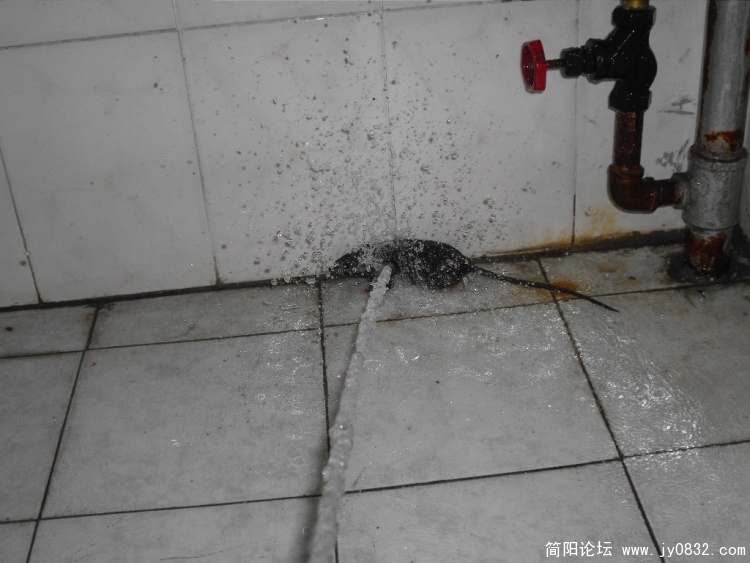 SDC12475.JPG