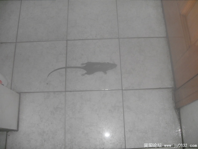 SDC12483.JPG