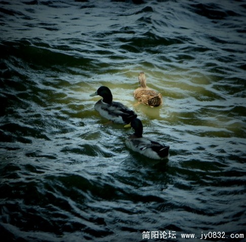 第三者.jpg