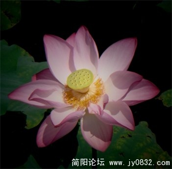 莲花.jpg