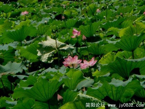 夏。、荷.jpg