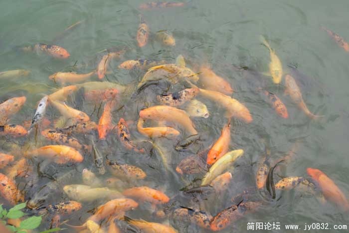 鱼水情深.jpg