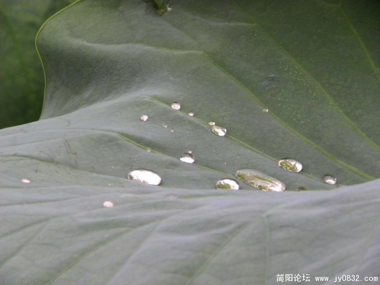 大珠小珠落玉盘4.jpg