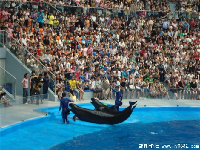 海豚表演.jpg