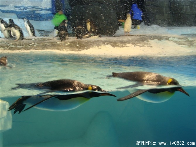 企鹅.jpg