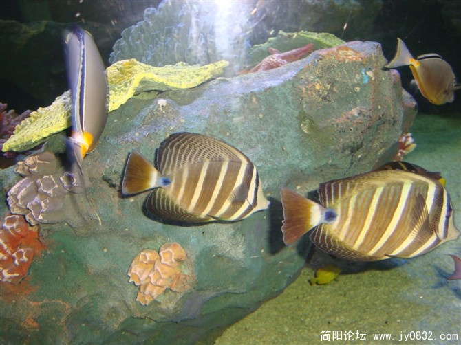 小鱼儿.jpg