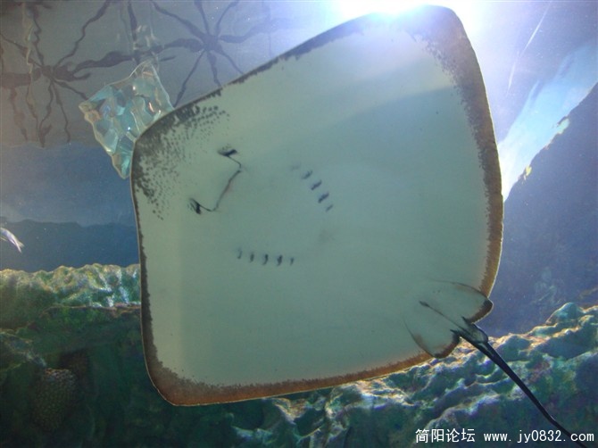 笑脸鱼.jpg
