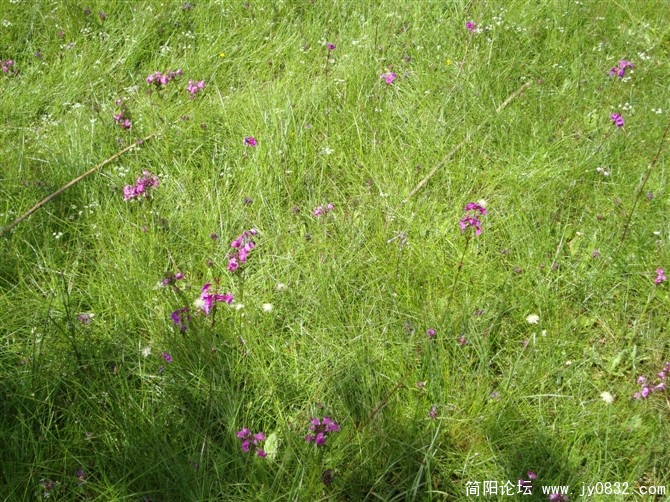 那些花儿.jpg