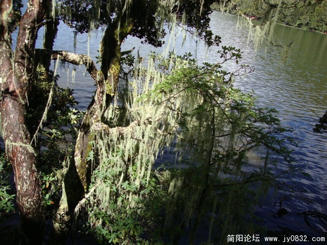 树上的松罗 又名杠上花.jpg