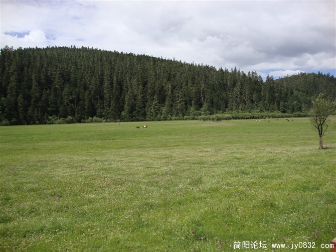 香格里拉小草原.jpg