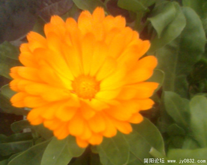 寒冬的小花.jpg