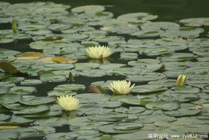 莲花一组1.jpg