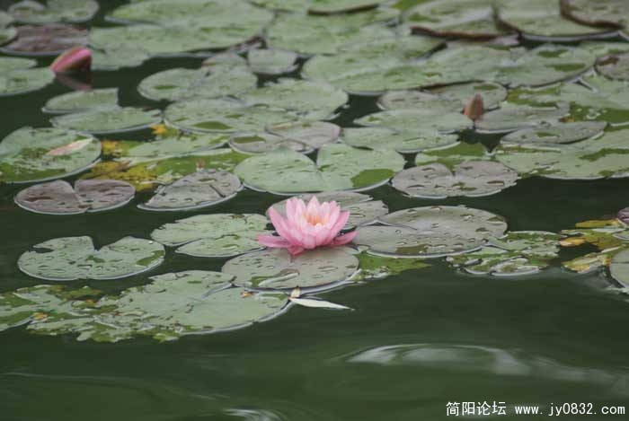 莲花一组3.jpg