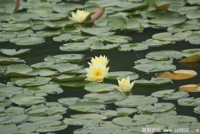 莲花一组2.jpg